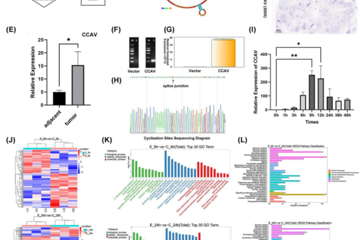 Cancer Communications：胡云章等团队首次在结直肠癌组织中发现类病毒