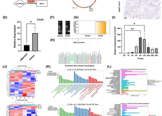 Cancer Communications：胡云章等团队首次在结直肠癌组织中发现类病毒